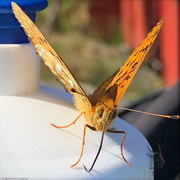 Aglajaperlemorvinge (Argynnis aglaja)