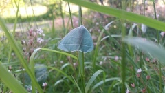Light Emerald (Campaea margaritaria)