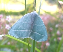 Løvskogmåler (Campaea margaritaria)