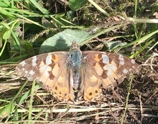 Painted Lady (Vanessa cardui)