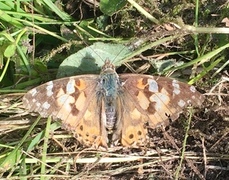 Tistelsommerfugl (Vanessa cardui)