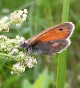 Engringvinge (Coenonympha pamphilus)