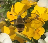 Narrow-bordered Bee Hawk-moth (Hemaris tityus)