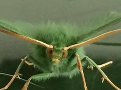 Large Emerald (Geometra papilionaria)