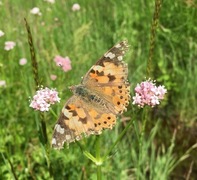 Painted Lady (Vanessa cardui)