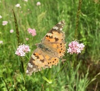 Tistelsommerfugl (Vanessa cardui)