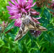 Silver Y (Autographa gamma)