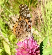 Tistelsommerfugl (Vanessa cardui)