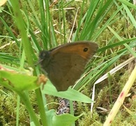 Meadow Brown (Maniola jurtina)