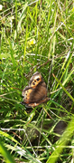 Fløyelsringvinge (Erebia ligea)