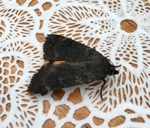 Lesser Yellow Underwing (Noctua comes)
