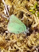 Grønnstjertvinge (Callophrys rubi)