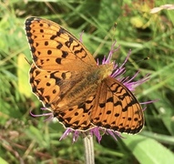 Dark Green Fritillary (Argynnis aglaja)
