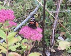 Admiral (Vanessa atalanta)