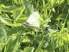Green-veined White (Pieris napi)
