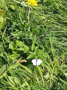 Green-veined White (Pieris napi)