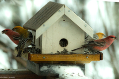 Pine Grosbeak (Pinicola enucleator)