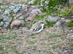 Trekryper (Certhia familiaris)