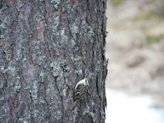 Trekryper (Certhia familiaris)