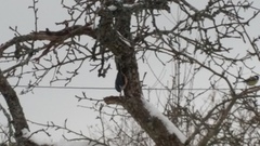 Great Grey Shrike (Lanius excubitor)