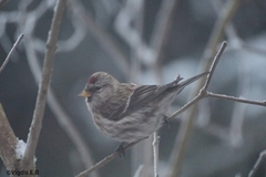 Lesser Redpoll (Acanthis cabaret)