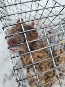 Common rat (Rattus norvegicus)