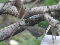 Blackcap (Sylvia atricapilla)