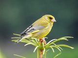 Grønnfink (Carduelis chloris)