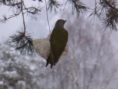Green Woodpecker (Picus viridis)