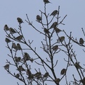 Gråsisik (Carduelis flammea)