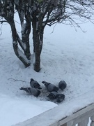Feral Pigeon (Columba livia domestica)