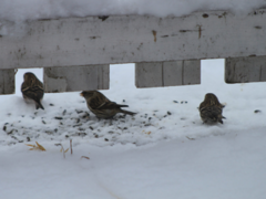 Lesser Redpoll (Acanthis cabaret)