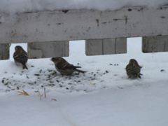 Brunsisik (Carduelis cabaret)