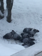 Feral Pigeon (Columba livia domestica)