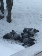 Bydue (Columba livia domestica)