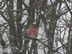 Polarsisik (Carduelis hornemanni)