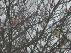 Polarsisik (Carduelis hornemanni)