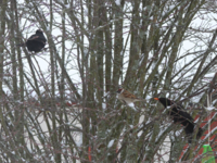 Common Blackbird (Turdus merula)