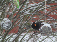 Common Blackbird (Turdus merula)