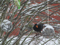 Svarttrost (Turdus merula)