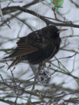 Stær (Sturnus vulgaris)