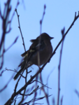 Bokfink (Fringilla coelebs)