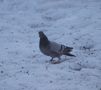 Feral Pigeon (Columba livia domestica)