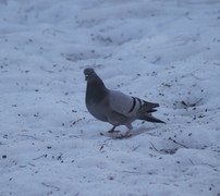 Bydue (Columba livia domestica)