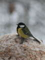 Kjøttmeis (Parus major)