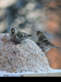 Gråsisik (Carduelis flammea)