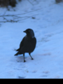 Kaie (Corvus monedula)