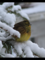 Gulspurv (Emberiza citrinella)