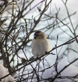 Polarsisik (Carduelis hornemanni)