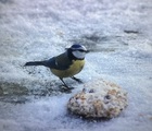 Blåmeis (Cyanistes caeruleus)